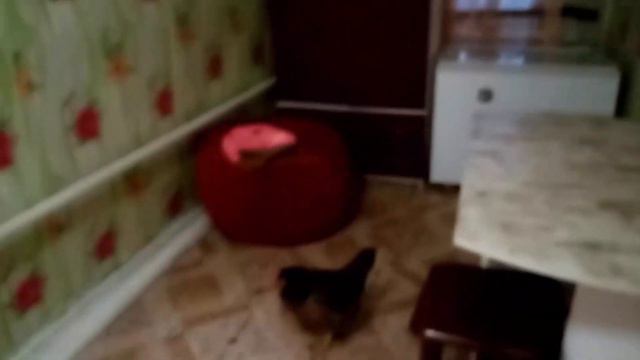 Куры Выжили из Своей СТАИ СТАРЕНЬКУЮ КУРОЧКУ Начались ПРОБЛЕМЫ 18 11 2019г смотреть онлайн