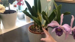 Lc. Canhamiana var. coerulea 'Azure Skies' первичный гибрид природных каттлей