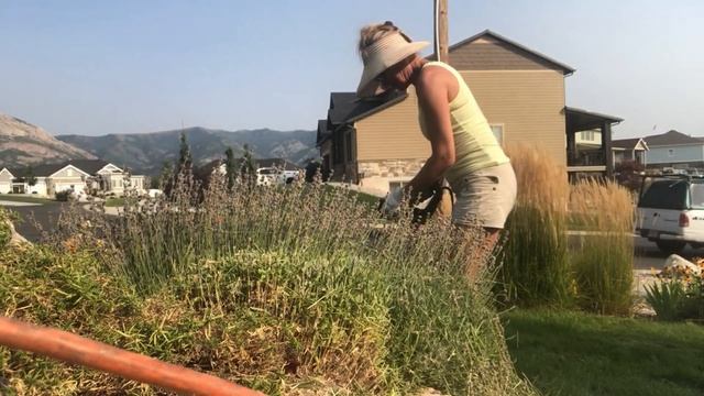 # 108  СТРИжКА ЛАВАНДЫ/БАННЫЙ ДЕНь смотреть онлайн