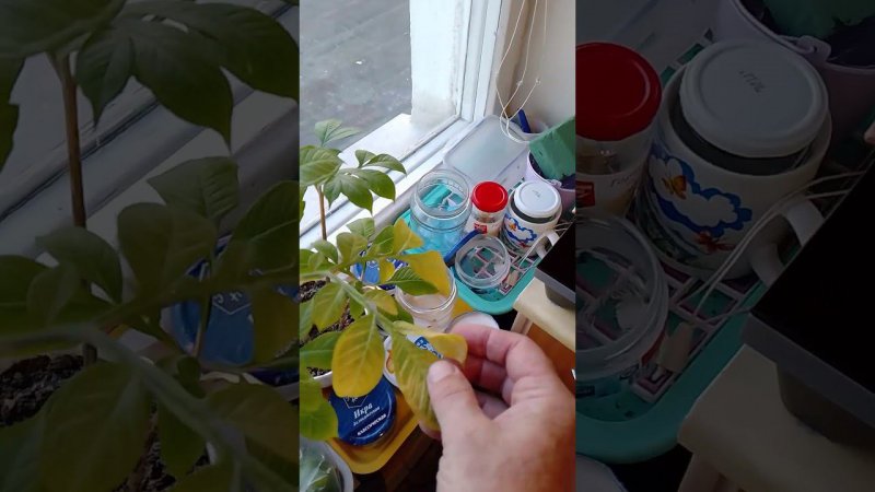 Влияние на живое индукционной плитки.