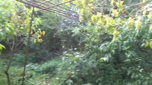 "Мадам уже падают листья..."