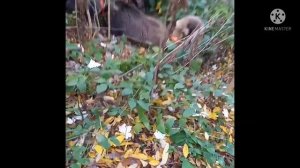 Охота на Кавказе с Лайками, на кабана