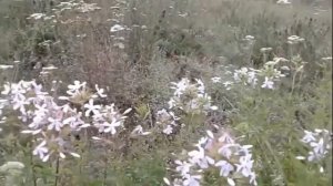 Лекарственное растение мыльнянка. Полезные свойства и противопоказания