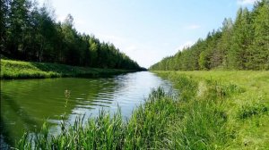 Расслабляющее пение птиц и шум реки для расслабления и сна. Звуки лета у реки