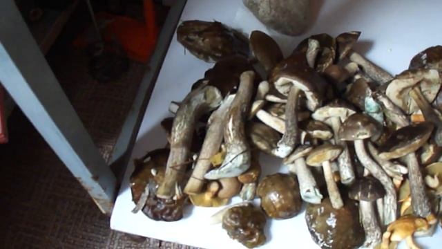 грибы (сентябрь)часть-1 смотреть онлайн