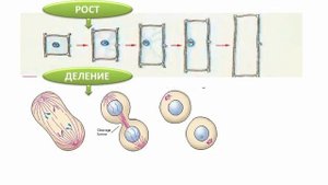 Процессы жизнедеятельности клетки | Биология 5 класс #7 | Инфоурок