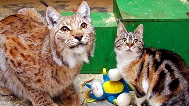 Дикая рысь и обычная кошка выросли вместе и по сей день неразлучны