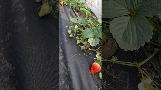 26 ноября обзор теплицы с малиной и клубникой смотреть онлайн