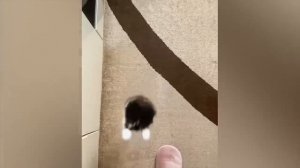 Самые смешные животные _ Приколы с котами и собаками 2023 _ LA #37