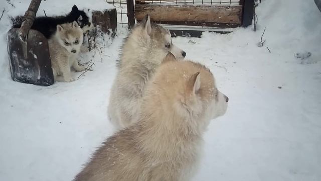 щенки хаски продаются смотреть онлайн