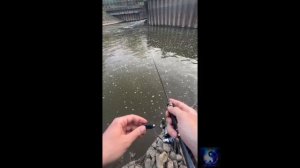 Белая рыба на спининг. #Shorts