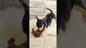 Охота на крыс. Пражский крысарик.