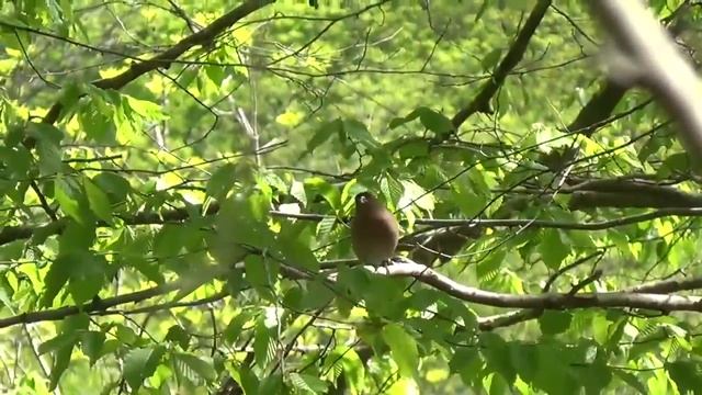 17_04_2016.МАЦЕСТА_р.АГУРА.mp4 смотреть онлайн