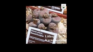 TAŞ DEĞİL, BİTKİ -Lithops (Taş Kaktüs, Yaşayan Taş, Living Stones) -İsimleri  -Sukulent Bakımı Çiçe