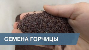 Сортировка Семян Горчицы / Mustard Seeds Sorting