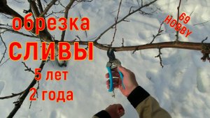 Подробная обрезка сливы разного возраста! НЕ пропусти момент!