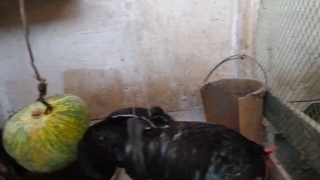 избавляюсь от кур /хитро проращиваю пшеницу и жалуюсь