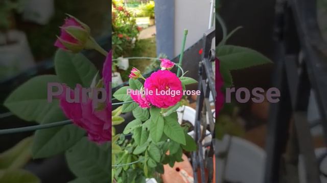 Purple Lodge rose