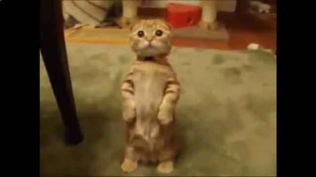 Кошка неожиданно делает огромные глаза и другие кошки приколы 810313 смотреть онлайн