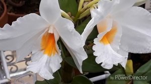 ОРХИДЕИ в домашних условиях. Орхидея Дендробиум. Dendrobium Formidible