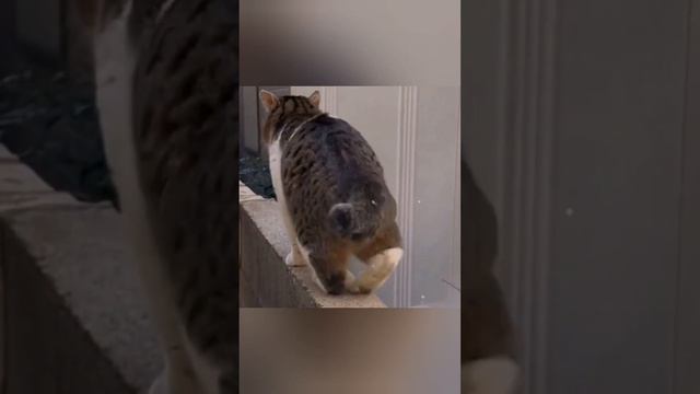 Смешные моментыразрешено смеятьсясмешные животные 2024 год