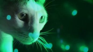 коты поют