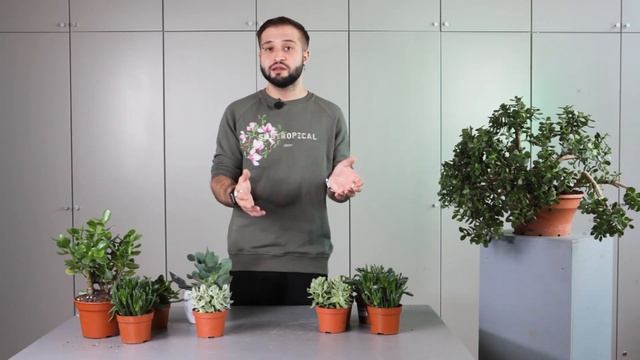 Крассула | Советы от Ильи Гомыранова