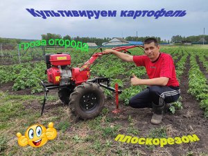 Культивирую плоскорезами картофель на мотоблоке