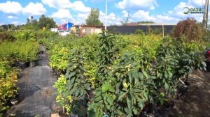 Где купить саженцы плодовых деревьев и кустарников? Обзор садового центра Оазис Маркет.