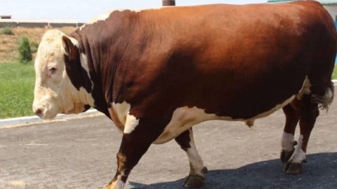 Порода крс Герефорд плюсы, минусы, особенности | Герефорд бычки | Герефорды