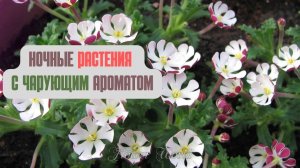 Ночные растения с чарующим ароматом?