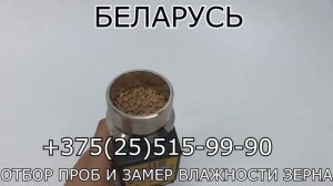 Отбор проб и замер влажности зерна фуражного и продовольственного в Республике Беларусь.