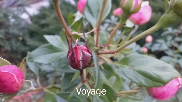 РОЗЫ МАГИЯ КРАСОТЫ Октябрь Сорта подписаны смотреть онлайн