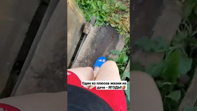 Ура! Наступил сезон ягод!Самый главный плюс жизни на даче - ягоды!!?Я их люблю❤️ #shorts #моядача