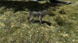 Wolf Follower: Growth Demo