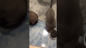Чем кормить кошек стерилизован