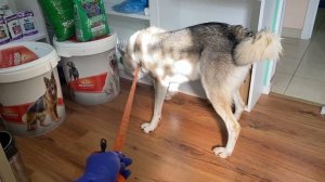 Волэнд ВЕГА разнесла пол ВЕТЕРИНАРНОЙ КЛИНИКИ. Кошачий рай в Пушкине.