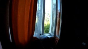 Стриж залетел в комнату ! 16 07 2017 г
