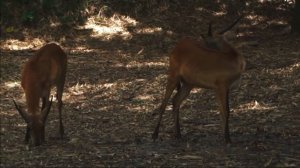 Телефон. Корней Чуковский. Детская сказка.0+