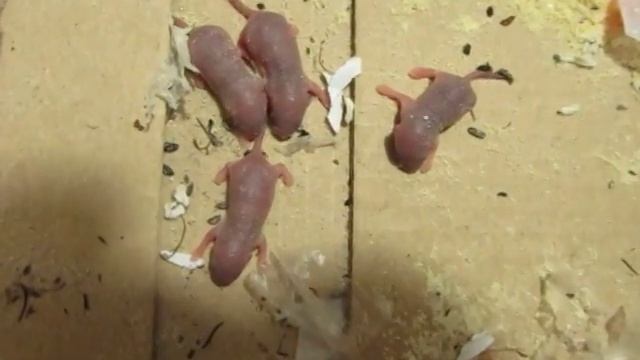 маленькие мышата!!!!ужас!!! смотреть онлайн