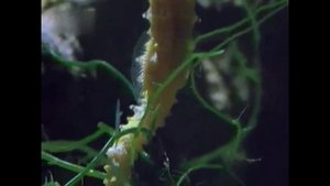 Морские коньки размножение #Sea Horses #seahorses breeding #морской конёк