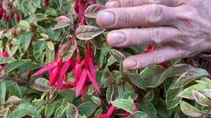 Фуксия Том Вэст Fuchsia Tom West