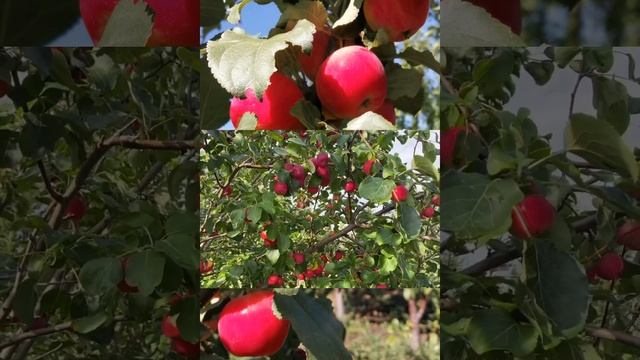 Яблоня  сорт Жебровское. Зимостойкая полукультурка. Кедр Сад