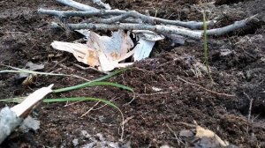 Кормушка и солонец для косули  // Feeder and salt for roe deer