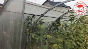 Теплица Тюльпан с сдвижной крышей и боками