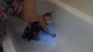 Как правильно по мыть кота???