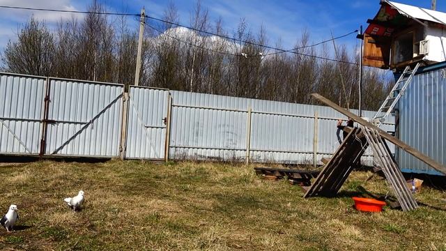 КАК не надо приучать ГОЛУБЕЙ ! моя ошибка В ГОЛУБЕВОДСТВЕ смотреть онлайн