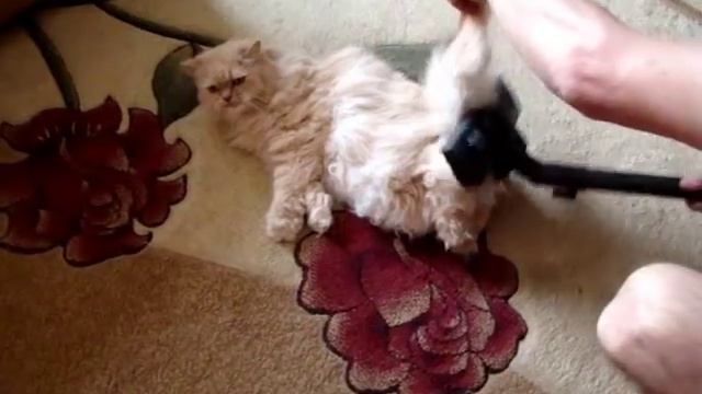 Персидский кот тащится от пылесоса. Борьба с аллергией от шерсти. смотреть онлайн