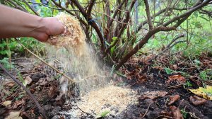 Мыши больше не портят урожай! Сыплю это под ягодные кусты и при посадке картофеля помогает 100%