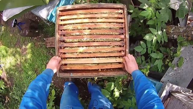 Ставим рамки в магазин. Улей Дадан. смотреть онлайн